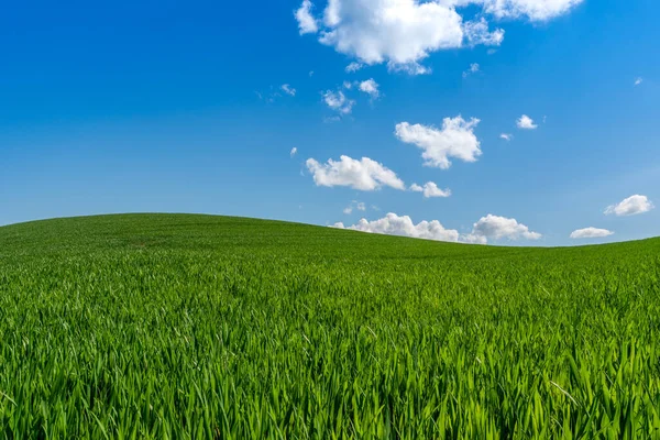 Ett Vackert Sommarlandskap Kullarna Vetefält Med Vita Moln Och Blå — Stockfoto
