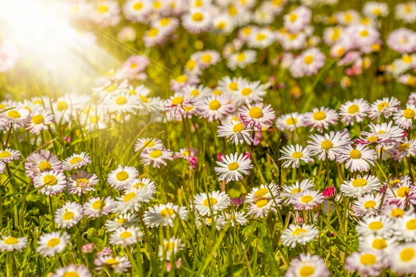 白い黄色の花と緑の草で開花期 ベリス ペレニス に満ちた春の美しい牧草地 — ストック写真
