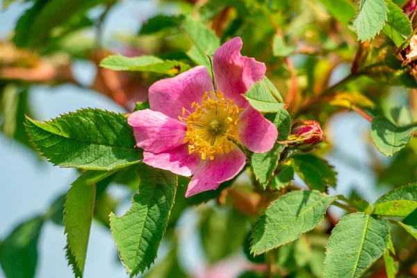 春天里玫瑰丛生 美丽的玫瑰臀部花 色泽淡淡的粉红 柔和柔和 药物花酿茶减肥利尿型前列腺炎腺瘤压 — 图库照片