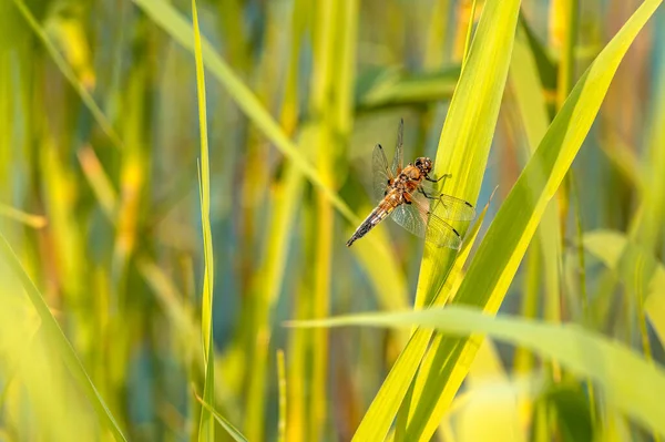 Libelle Auf Einem Grashalm Fluss Einem Sommertag — Stockfoto