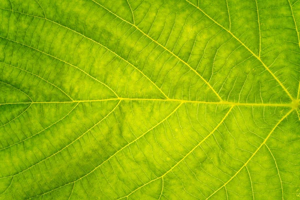 Свіжа Зелена Текстура Листя Абстрактна Текстура Зеленого Листя Тла — стокове фото