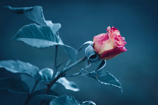 濃い赤のバラの花で 青のフィルターの色がぼやけています — ストック写真