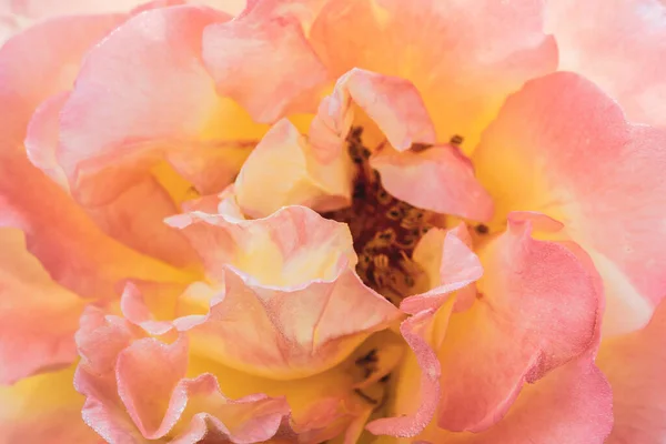 Belle Capture Une Rose Blanche Sauvage Vue Rapprochée — Photo