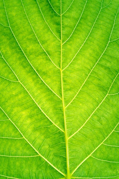 Hoja Verde Veteada Macro Shot Fondo Para Diseño —  Fotos de Stock