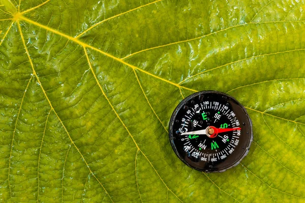 Brújula Lluvia Sobre Hoja Verde Paseo Verano Clima Lluvioso — Foto de Stock