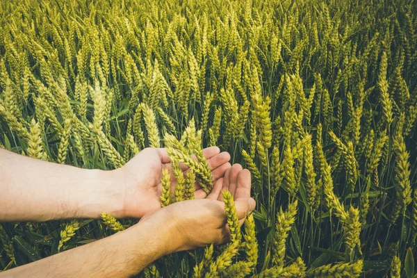 Hands Farmer Touching Ripening Wheat Ears Early Summer — Stock Photo, Image