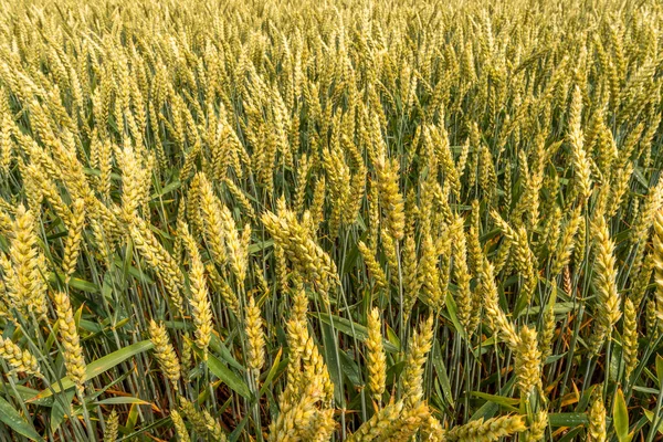 Wet Wheat Ears Weat Rainy Windy Night Farm Field — Stock Photo, Image