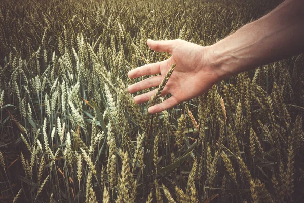Hand Farmer Touching Ripening Wheat Ears — Stock Photo, Image
