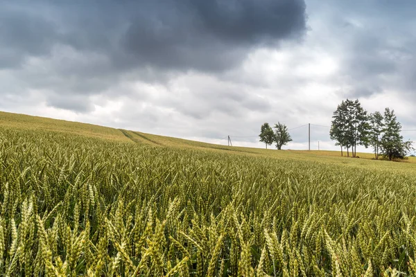Yağmur Sağanak Yağış Dolu Yağmadan Hemen Önce Tarım Tarlası Çavdar — Stok fotoğraf