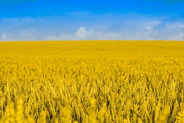 Güzel Kırsal Alan Arka Planda Mavi Gökyüzü Olan Altın Buğday — Stok fotoğraf
