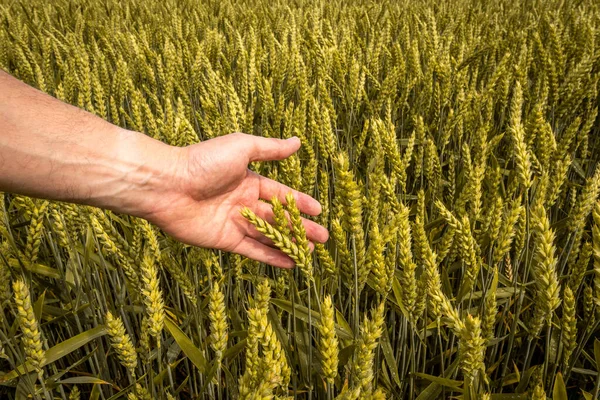 Farmer Agronomist Wheat Field Checking Crop Hands Touching Ripening Wheat — Stock Photo, Image