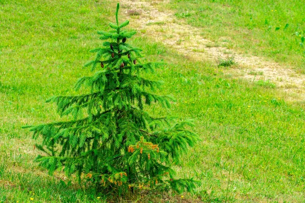 Çayırda Tek Başına Duran Küçük Köknar Ağacı — Stok fotoğraf