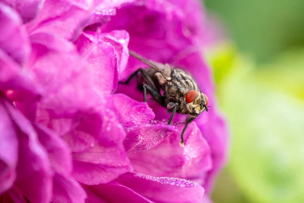 Mosca Insecto Sentado Rosa Flor Naturaleza — Foto de Stock