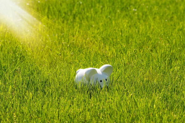 White Piggy Bank Green Meadow Sunny Summer Day — Stock Photo, Image