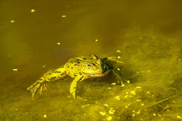 Uma Lago Está Nadando Água Coberta Algas Uma Lagoa — Fotografia de Stock