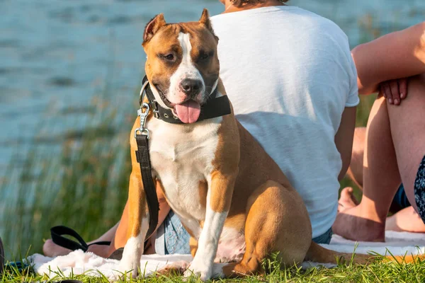 Casal Com Cão Raça Pit Bull Relaxante Uma Natureza Conceito — Fotografia de Stock