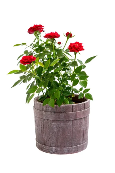Rote Rose Blumen Einem Topf Isoliert Auf Weißem Hintergrund — Stockfoto