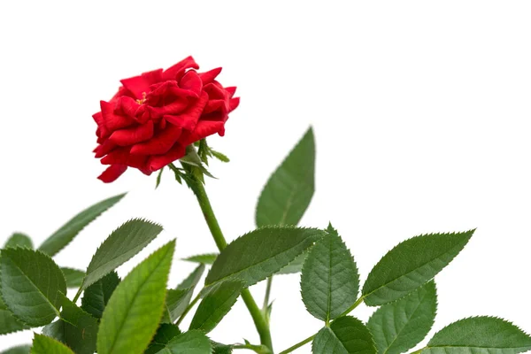 Свежая Красная Роза Белом Фоне — стоковое фото