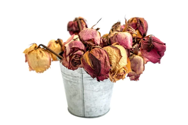 Букет Мертвих Сухих Троянд Алюмінієвому Відрі Ізольований Білому Тлі — стокове фото
