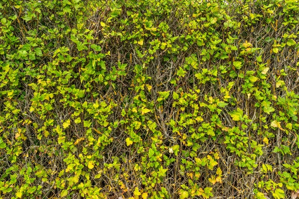 Zielone Liście Rosnące Przez Metalową Ścianę Siatki — Zdjęcie stockowe