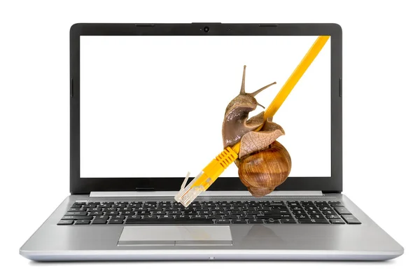 Laptop Mit Einer Schnecke Die Auf Einem Gelben Netzwerkkabel Kriecht — Stockfoto