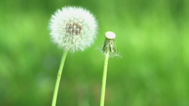 Twee Paardebloemen Swingend Wind — Stockvideo