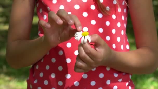 Ręce Dziecka Ściągające Płatki Stokrotki — Wideo stockowe