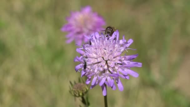Bee Flying Från Blomma Till Blomma Slow Motion — Stockvideo