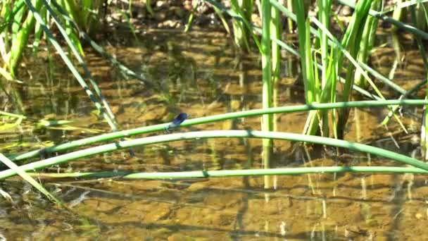 Μπλε Λιβελούλα Ένα Ποτάμι Στην Άγρια Βλάστηση — Αρχείο Βίντεο