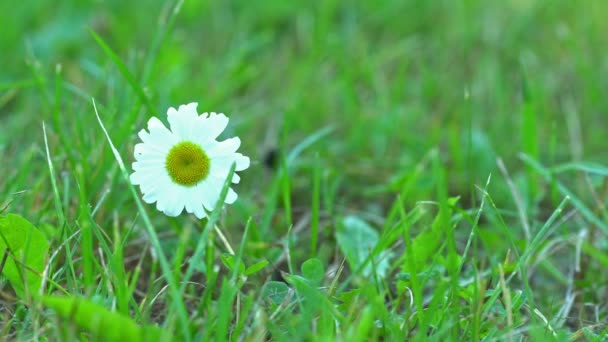 Daisy Bloem Een Groene Weide — Stockvideo