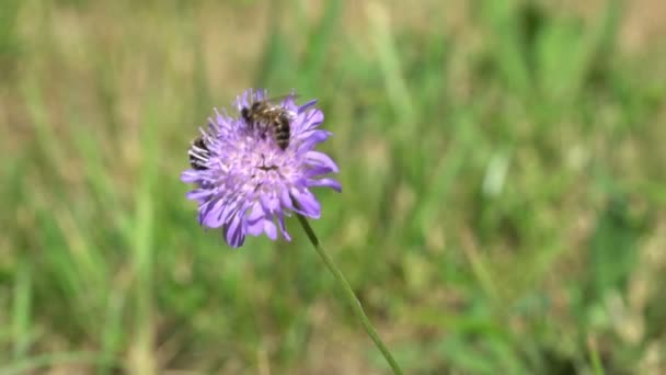 Honungsbin Samlar Pollen Slow Motion — Stockvideo