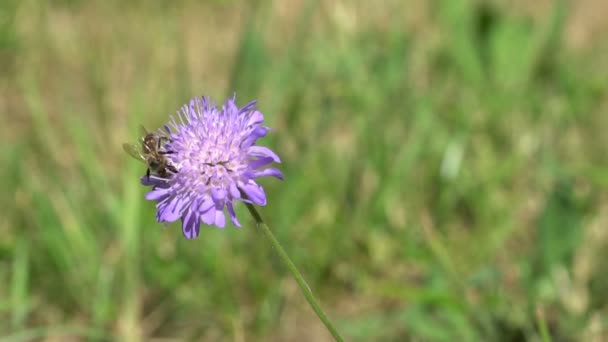 ミツバチ採集花粉の動きが遅い — ストック動画