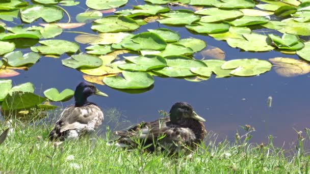 池塘岸边的野鸭 — 图库视频影像
