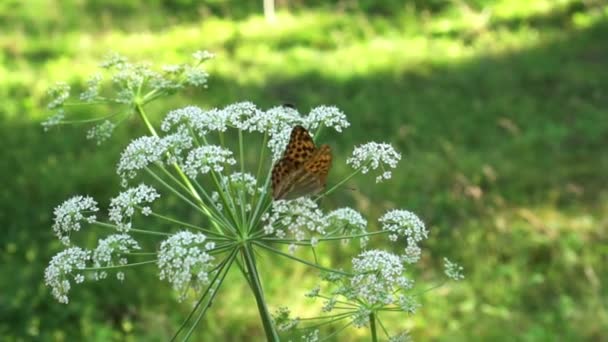 植物に蜜を飲む森の蝶 — ストック動画