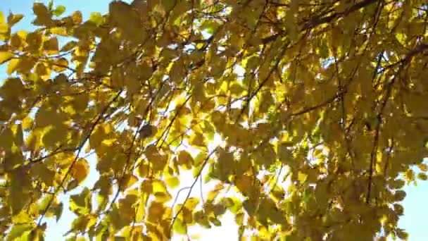 Piękne Słońce Świeci Przez Jesienne Drzewo Żółte Liście — Wideo stockowe
