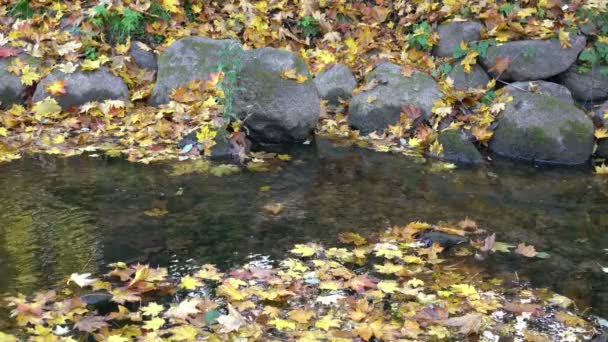 Тихая Река Осенние Листья — стоковое видео