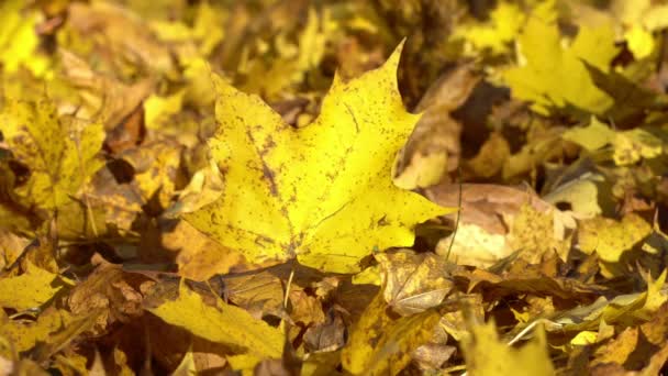 Лесной Пол Покрыт Сухими Листьями Время Осени — стоковое видео