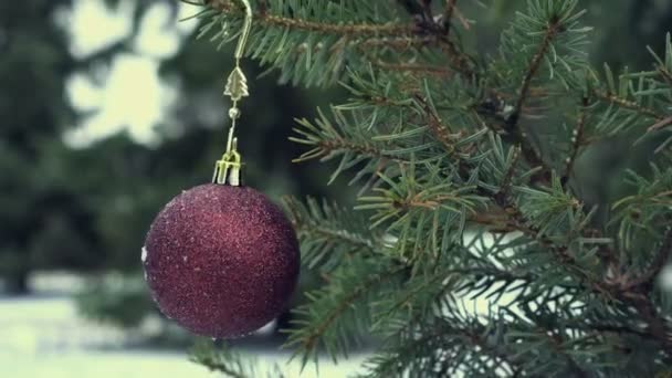 Julgranen Hänger Snöig Gran — Stockvideo