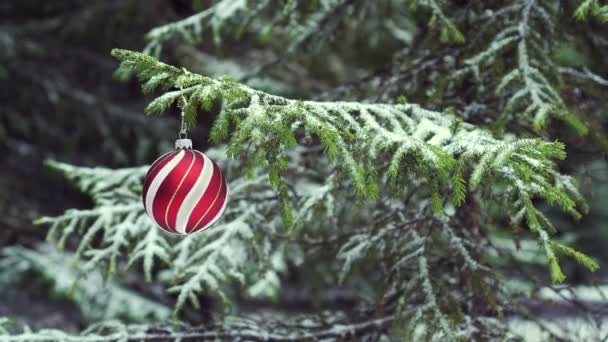 Julgranskula Svänger Snöig Gran — Stockvideo