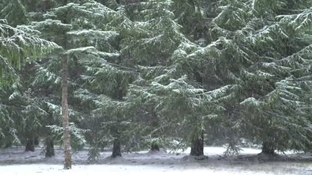 Starker Schneefall Wald Verschneites Wetter Wald — Stockvideo