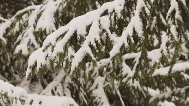 Śnieg Pada Gałęzi Jodły Lesie — Wideo stockowe
