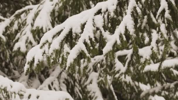 눈덮인 전나무 가지가 겨울밝은 — 비디오