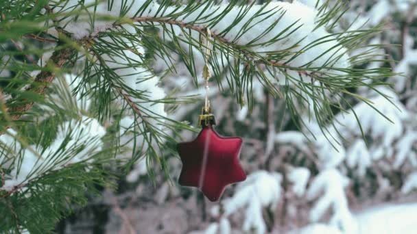 Julstjärna Formad Dekoration Hängande Snöig Tall Gren — Stockvideo