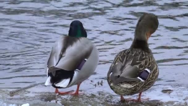Couple Mallard Ducks Frozen River — Stock Video