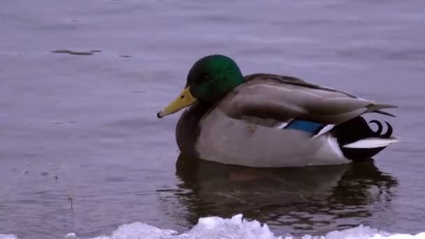 Single Vrouwelijke Mallard Eend Winter Rivier — Stockvideo