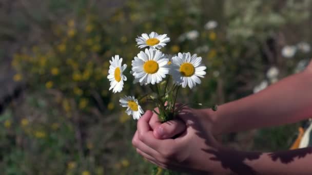 Menina Segurando Flores Camomila Suas Mãos — Vídeo de Stock