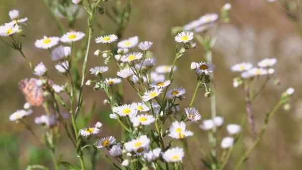 Prato Estivo Pieno Fiori Camomilla — Video Stock