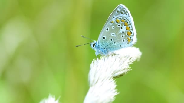 蓝色蝴蝶坐在一缕青草上 — 图库视频影像