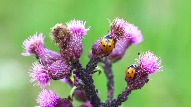 Coccinelle Maculate Rosse Mangiare Afide Natura — Video Stock