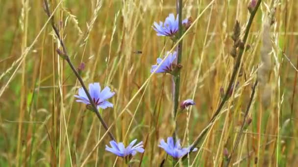 Blå Cikoria Blomma Vinkar Vinden Ett Torrt Gräs — Stockvideo